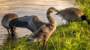 fledgling development fledgling development