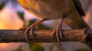 flexor tendons tighten when a bird bends its legs on a perch flexor tendons tighten when a bird bends its legs on a perch