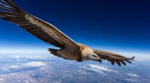 high-altitude survival adaptations high-altitude survival adaptations