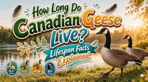 how long do canadian geese live how long do canadian geese live