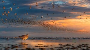 long-distance coastal migrants to know long-distance coastal migrants to know