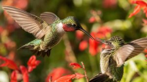 male hummingbirds show stronger aggression male hummingbirds show stronger aggression