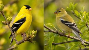 male vs. female color differences male vs. female color differences