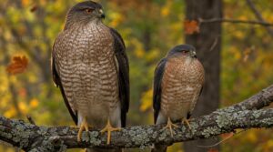 male vs. female size differences male vs. female size differences