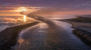 migration bottlenecks along coastlines migration bottlenecks along coastlines