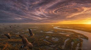 migration corridors and regional bird movement migration corridors and regional bird movement