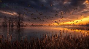 mississippi flyway hotspots mississippi flyway hotspots