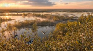 mississippi flyway stopover sites mississippi flyway stopover sites