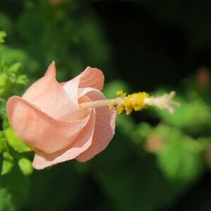 Pink Turk's Cap | Hummingbirds B077GX6JJ2