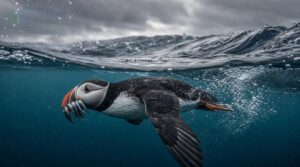 puffins at sea puffins at sea