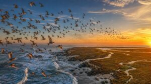 seasonal coastal migration patterns seasonal coastal migration patterns