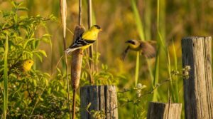 small yellow and black birds overview small yellow and black birds overview