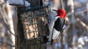 suet holders for woodpeckers suet holders for woodpeckers