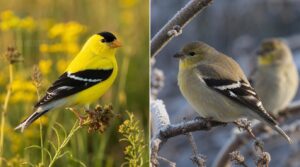 summer versus winter plumage summer versus winter plumage