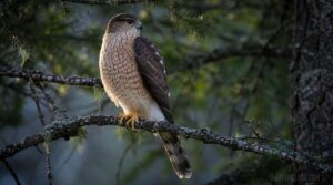 tail shape, wing shape, and legs tail shape, wing shape, and legs