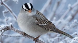 white-crowned sparrow stripes white-crowned sparrow stripes