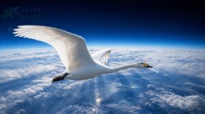 whooper swan whooper swan