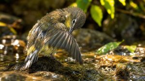 why birds preen after bathing in flowing water why birds preen after bathing in flowing water