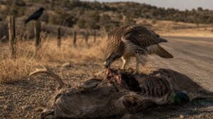 why hawks scavenge carrion why hawks scavenge carrion