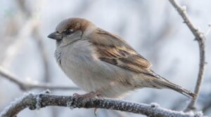 why winter plumage looks duller why winter plumage looks duller