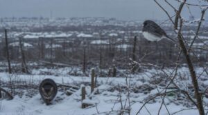 winter bird threats and conservation winter bird threats and conservation