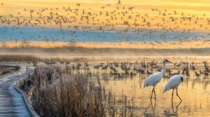 winter birding tours for cranes and waterfowl winter birding tours for cranes and waterfowl