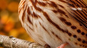 breast streaks and spots breast streaks and spots