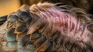 emerging pin feathers emerging pin feathers