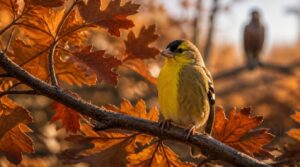fall colors help birds survive fall colors help birds survive