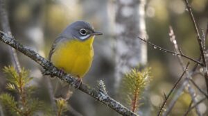 nashville warbler nashville warbler