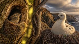 nest stay depends on species nest stay depends on species