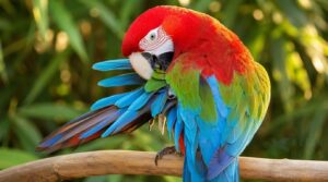 normal preening behavior normal preening behavior