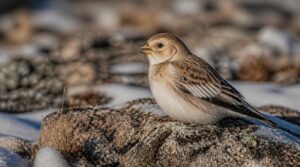 snow bunting softens colors snow bunting softens colors