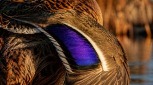 speculum feather markings speculum feather markings