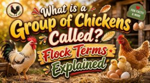 what is a group of chickens called what is a group of chickens called