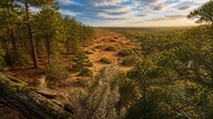 where small texas birds live where small texas birds live