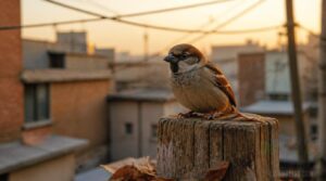 wild sparrows live about three years wild sparrows live about three years