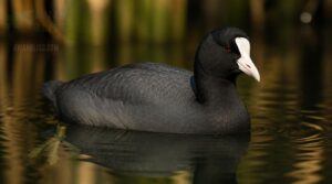 american coot identification american coot identification