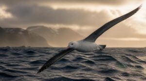 antipodean albatross antipodean albatross
