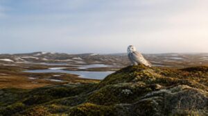 arctic tundra breeding grounds arctic tundra breeding grounds