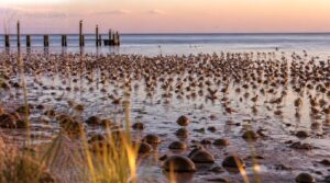 atlantic coast: mid-may shorebirds atlantic coast: mid-may shorebirds