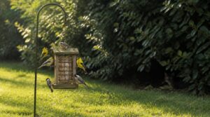 avoid dense hiding shrubs avoid dense hiding shrubs