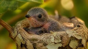 baby hummingbird beak shape baby hummingbird beak shape