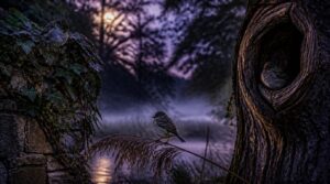 birds usually don’t sleep same place nightly birds usually don’t sleep same place nightly