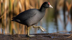 chickenlike gait chickenlike gait