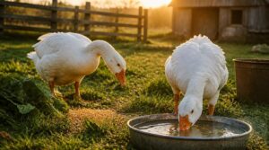 domestic goose diet domestic goose diet