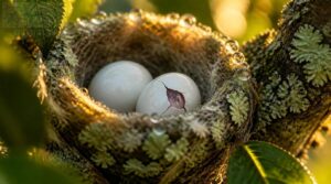 eggs hatch after incubation eggs hatch after incubation