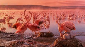 flamingo behavior and breeding flamingo behavior and breeding