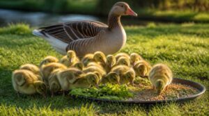 foods goslings need foods goslings need