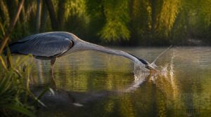 great blue herons great blue herons